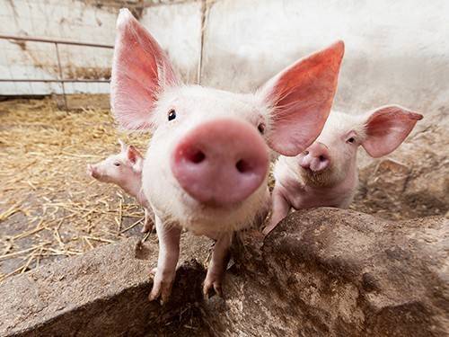 Новый способ лечения переломов испытали на свиньях