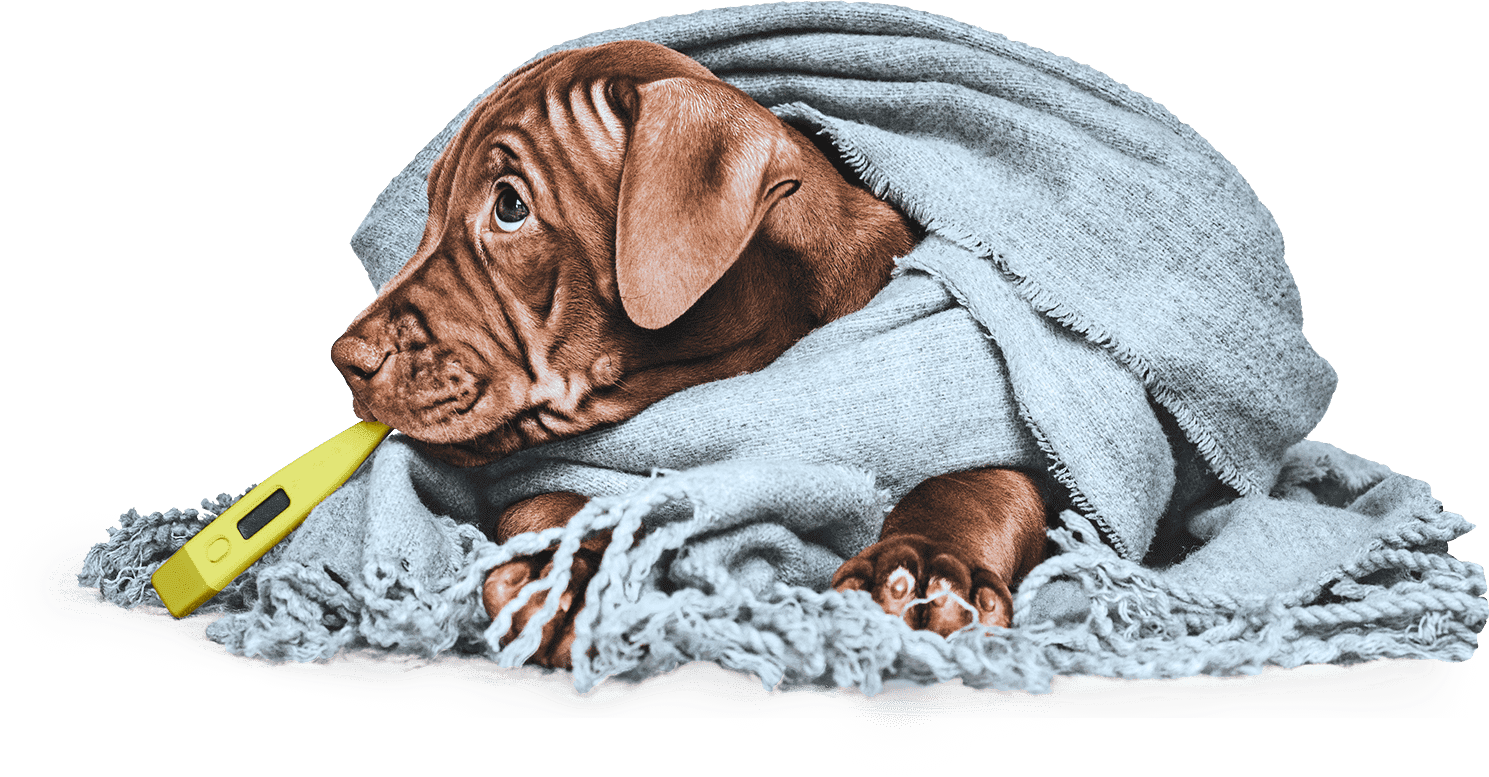 Ветеринарная клиника Киев. Левый берег, Позняки. Лечение и диагностика животных. Ветклиника.