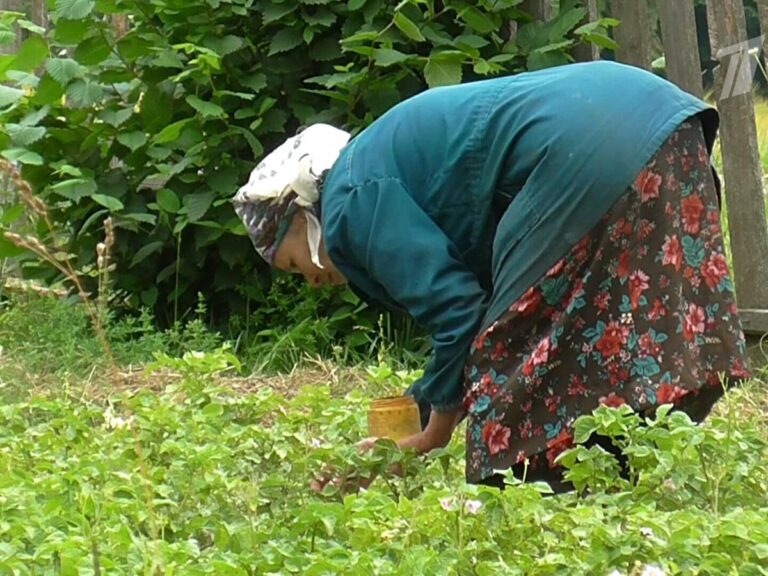 Зачем заниматься садоводством и огородничеством?